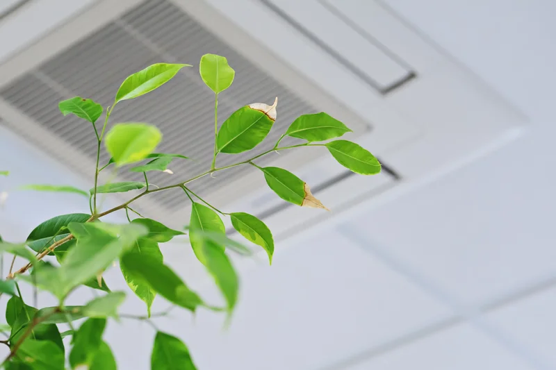 Green plant with leaves near a ceiling air vent.